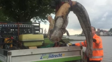 Giant catfish washes ashore in Zwijndrecht, Zuid-Hooland, 24 Jul 2017
