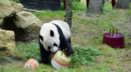 Giant panda Xing Ya with his birthday cake at Ouwehands Zoo, 8 Aug 2017