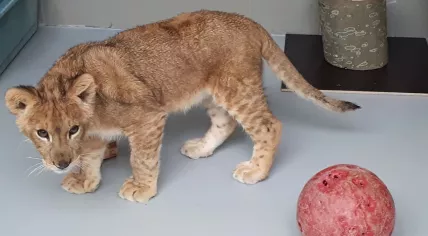 Lion cub Remy, 9 Oct 2018
