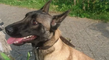 Malinois Shepherd found caged and abandoned at a carpool spot on Zandveldseweg in Nieuwegein, 21 July 2019