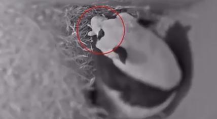 The first cub, circled in red, of giant panda Wu Wen, was born on May 1, 2020 at Ouwehands Zoo in Rhenen.