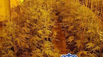 Cannabis plantation in Mijas, Malaga, Spain