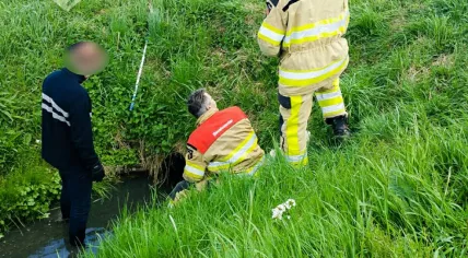 Flaco the dog rescued in Gelderland