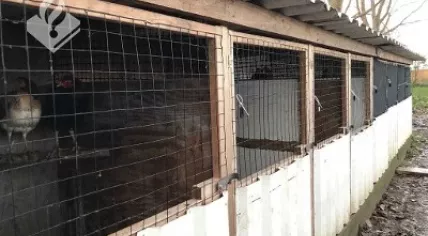 Archive photo of a cockfighting training center found in Bodegraven, 11 December 2018