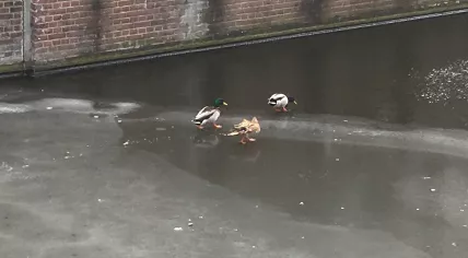 Courageous ducks on the frozen Bloemgracht in Amsterdam, 1 March 2018