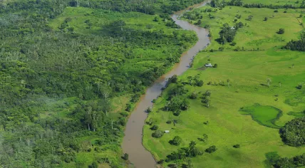 Amazon Rainforest, near Manaus, Brazil