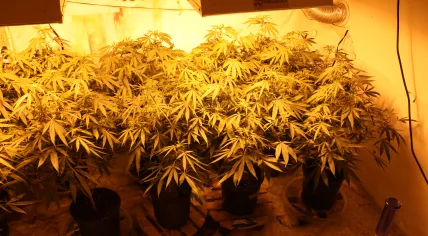 Cannabis plants 