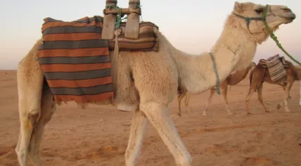 Camel in Morocco