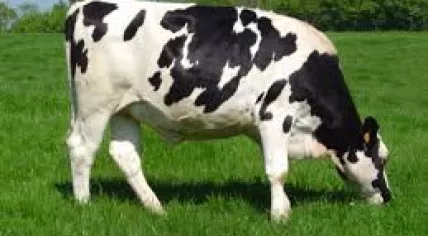 Dairy Farm