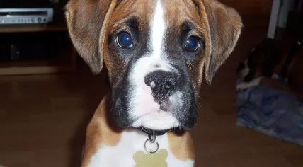Cutest dog to ever dog. Such dog, much cute. 