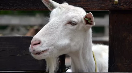 Goat