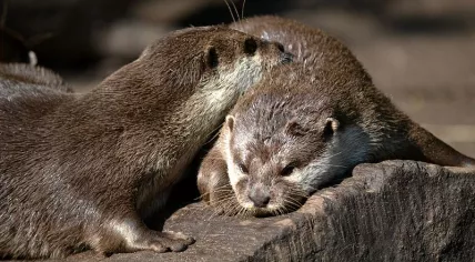 Otters