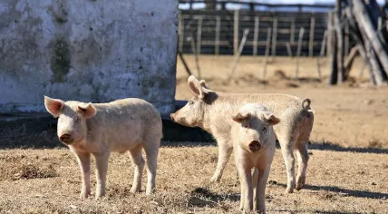 Pigs