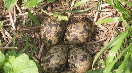 Lapwing Nest