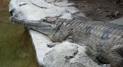 False gharial