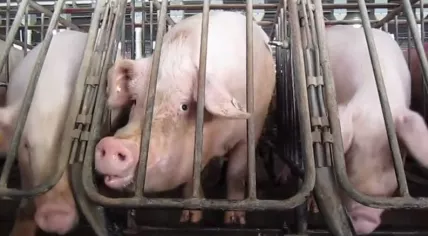 Pigs