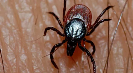 Tick
