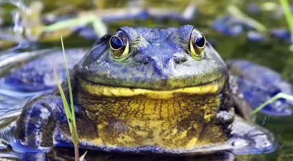 Bullfrog