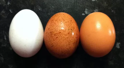 Eggs