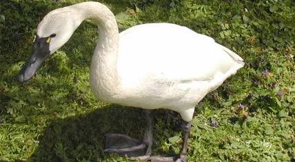 Tundra Swan
