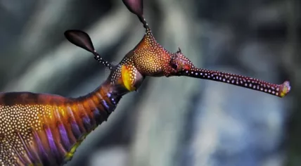 Sea dragon
