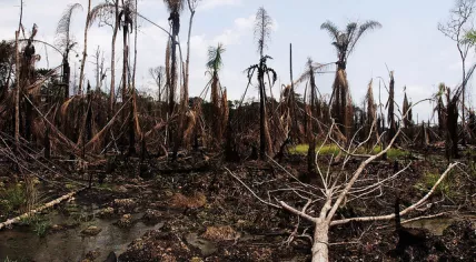 Niger Delta
