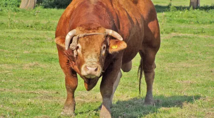 Bull