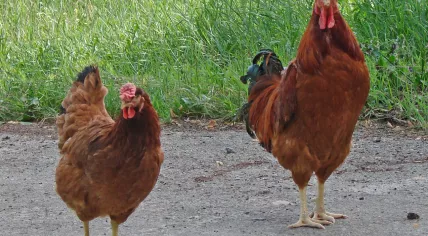 Chickens
