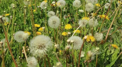 Hay fever