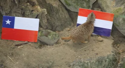 Meerkat Caz
