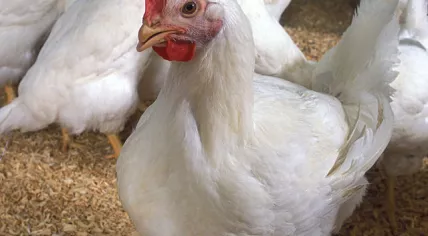 Broiler chicken