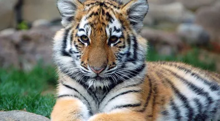 Tiger Cub