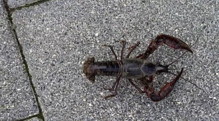Crawfish