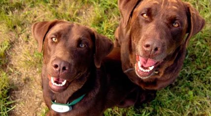 Chocolate Labradors (Source: Wikimedia/Pharoah Hound)