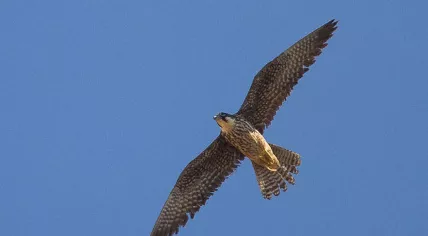 Falcon