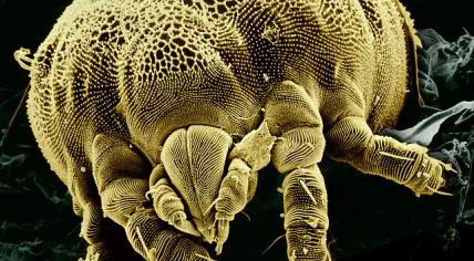 Micro organism