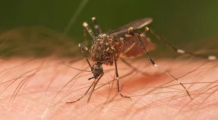 Mosquito (Source: Wikimedia/JJ Harrison)