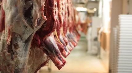 Slaughterhouse