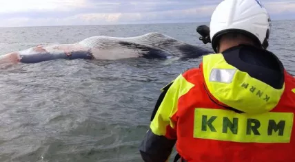 Whale