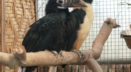 Visayan tarictic hornbills