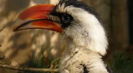 Von der Decken's Hornbill