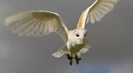 Barn Owl