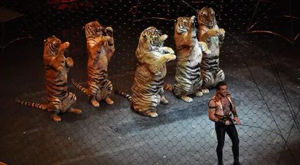 Circus
