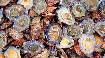 800px-Shellfish,_Mercado_dos_Lavradores,_Funchal_-_Nov_2010
