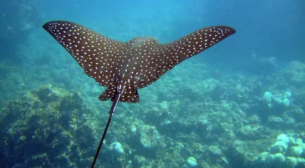 Spotted Eagle Ray