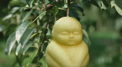 Buddha pear