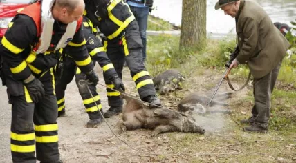 Boars
