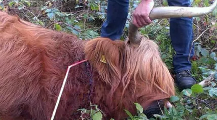 Scottish Highlander