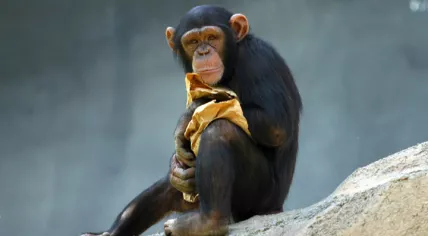 Lightmatter_chimp
