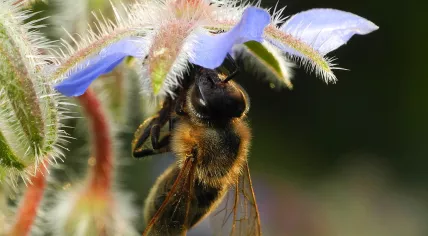1024px-2013-07-24_19-25-34-abeille